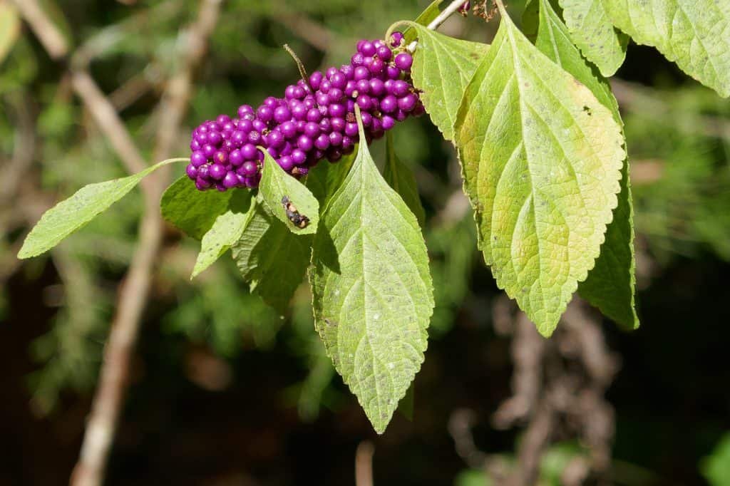 ripe beautyberry berries (Callicarpa americana)
