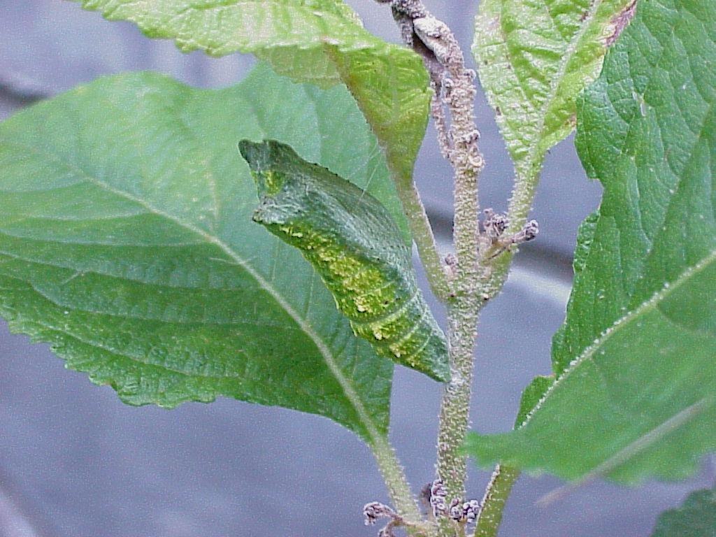 a black swallowtail chrysalis