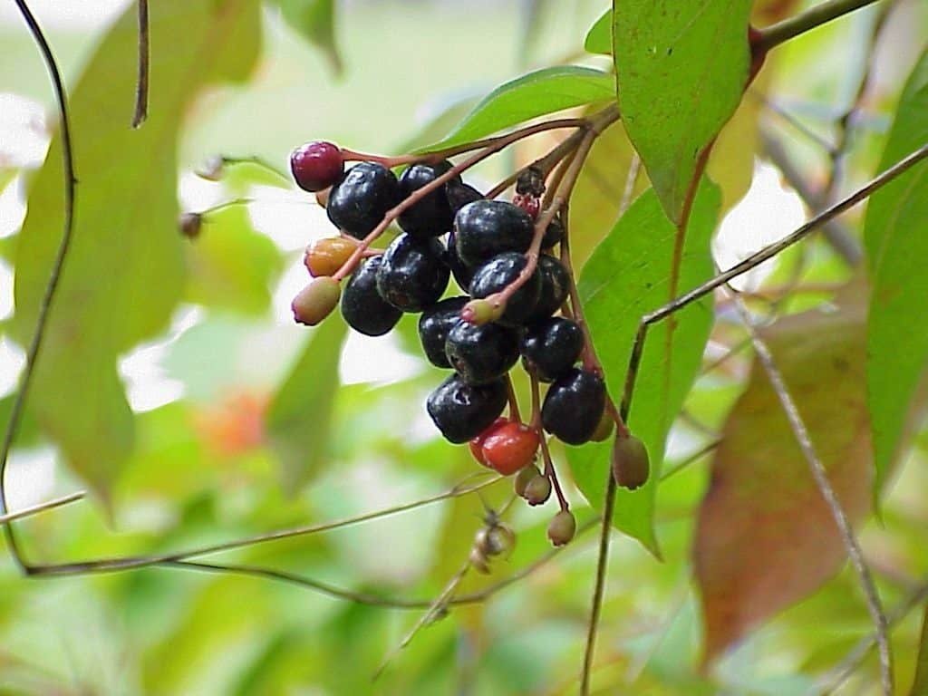 firebush fruit (Hamelia patens)