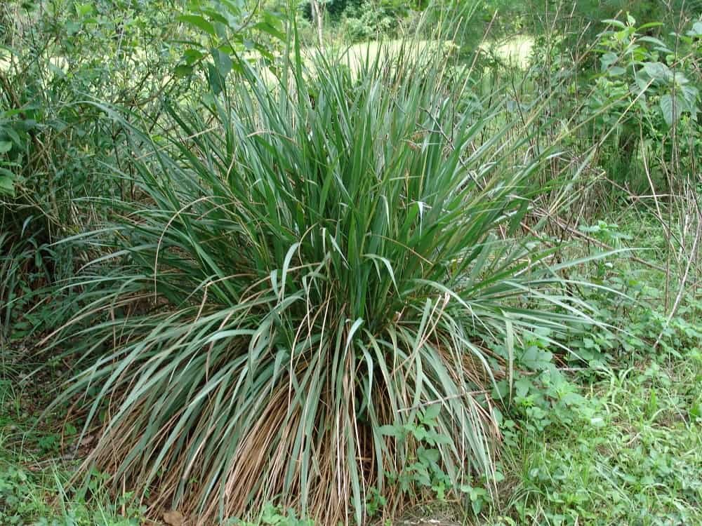 eastern gamagrass (Tripsacum dactyloides)
