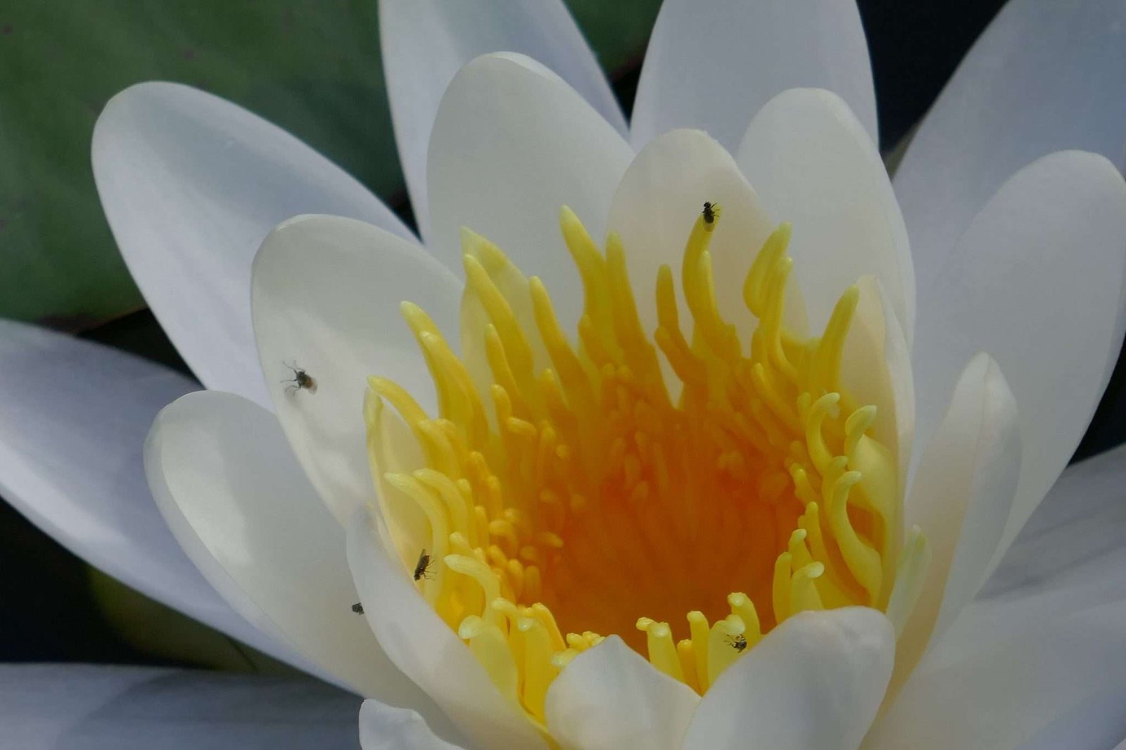 American White Water Lily Sharons Florida