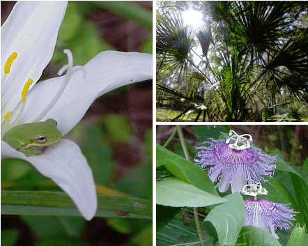 SharonsFloridaHomePageImage Home page graphic of green tree frog in lily, passion flower, cabbage palm