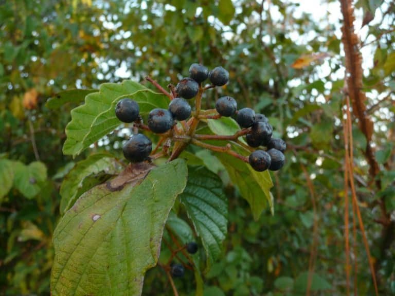 arrowwood Viburnum dentatum ripe fruit