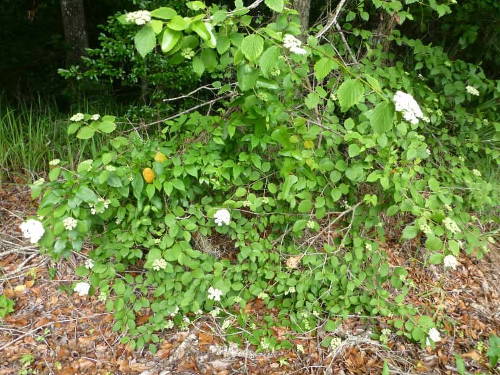 arrowwood (Viburnum dentatum) in the landscape