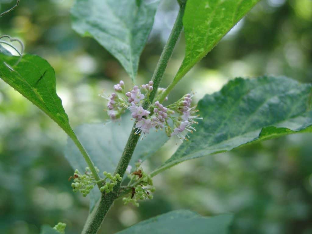 Callicarpa americana (beautyberry)