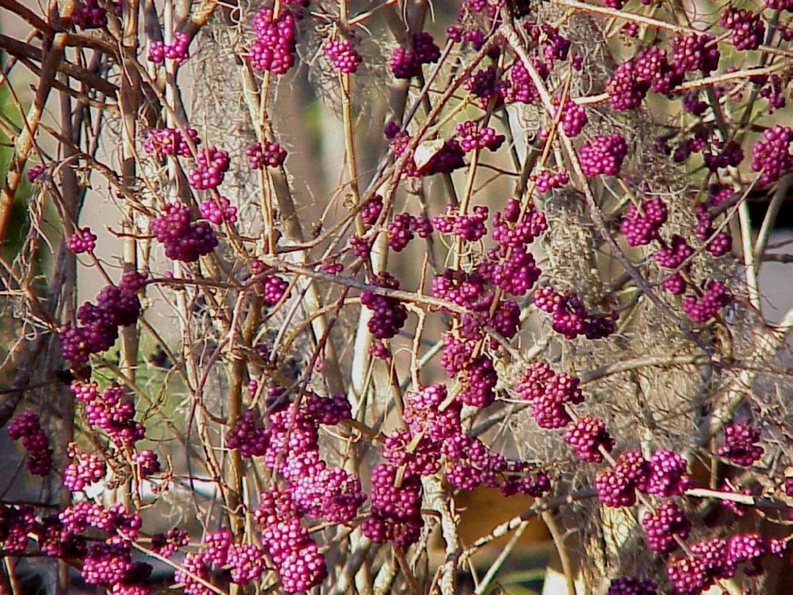 Callicarpa americana (beautyberry)