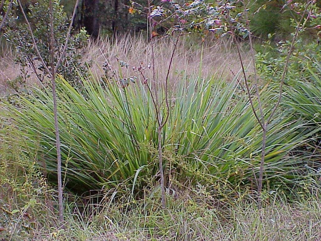 Bunch Grasses in Central Florida Sharons Florida