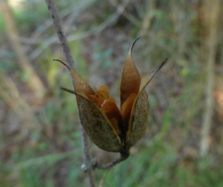Carolina jessamine Gelsemium sempervirens open seed pod