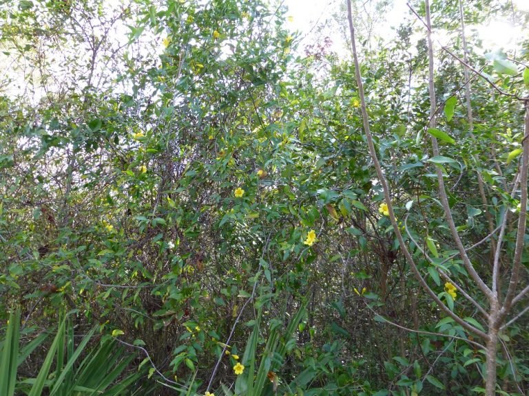 Carolina jessamine Gelsemium sempervirens growing in a fence row