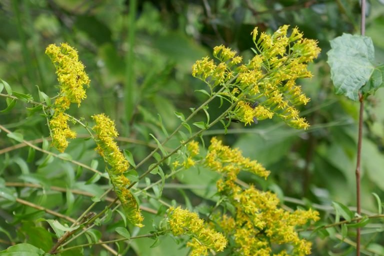 chapmans goldenrod Solidago odora var. chapmanii