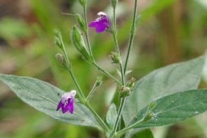 Cooley's water-willow Justicia pringlei