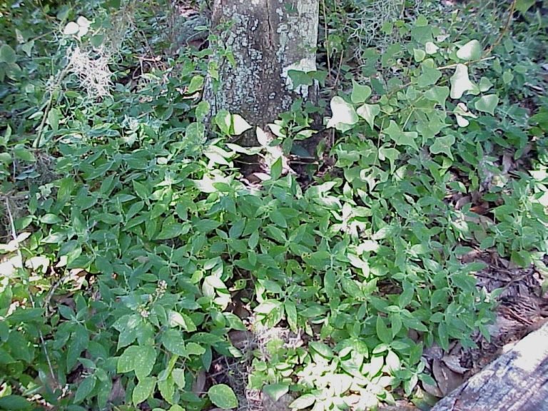 Cooley's water-willow Justicia pringlei growing as a ground cover in the shade of a large tree
