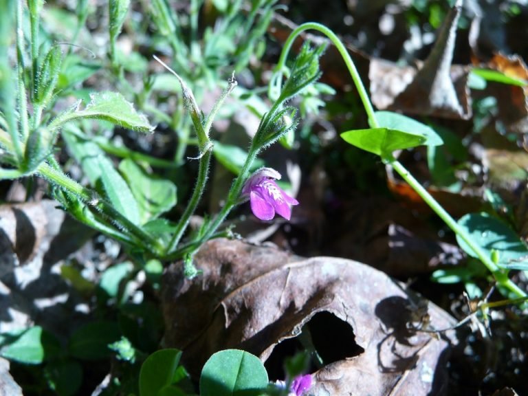 Cooley's water-willow Justicia pringlei