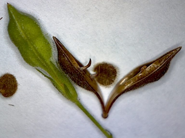 Cooley's water-willow Justicia pringlei magnified seed and pod