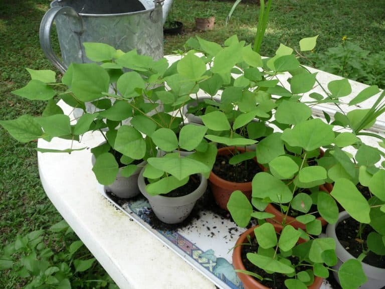 coralbean Erythrina herbacea seedlings