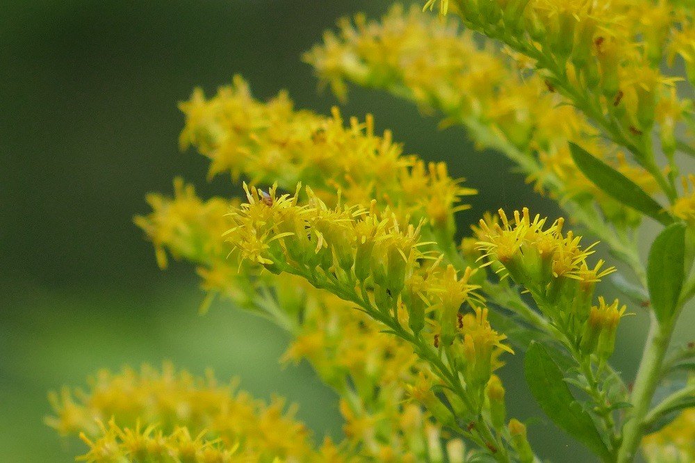 goldenrod flowers that are used for making natural plant dye