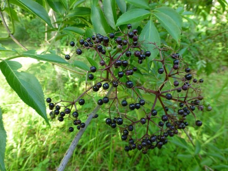 elderberry Sambucus nigra subsp. canadensis berries