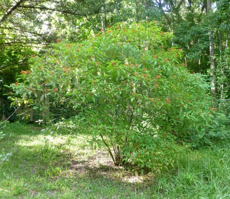 Hamelia patens firebush in the landscape