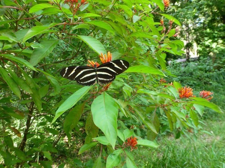 Hamelia patens firebush with a zebra longwing butterfly nectaring on the flowers