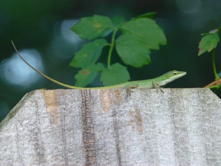 florida native green anole hunting on fence