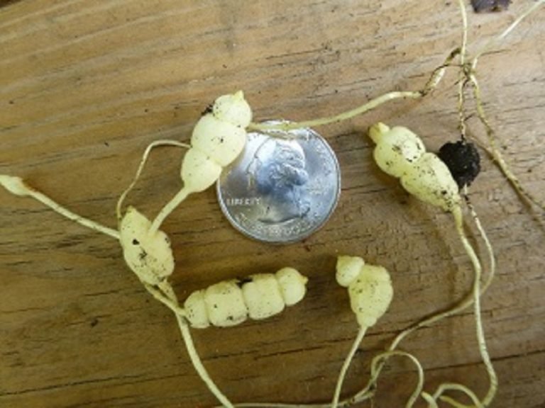 Heartleaf skullcap Scutellaria ovata subsp. bracteata roots