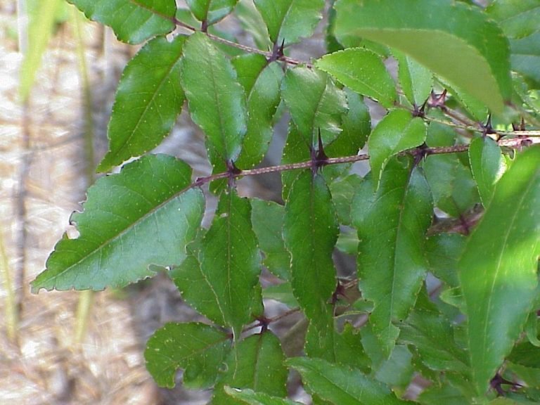 hercules-club Zanthoxylum clava-herculis leaves
