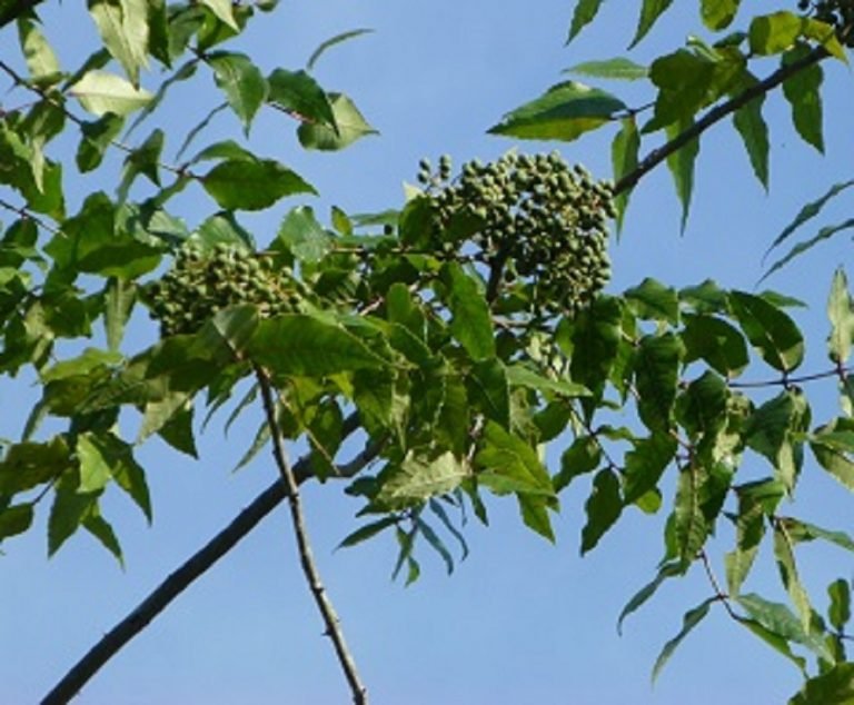 hercules-club Zanthoxylum clava-herculis fruit cluster