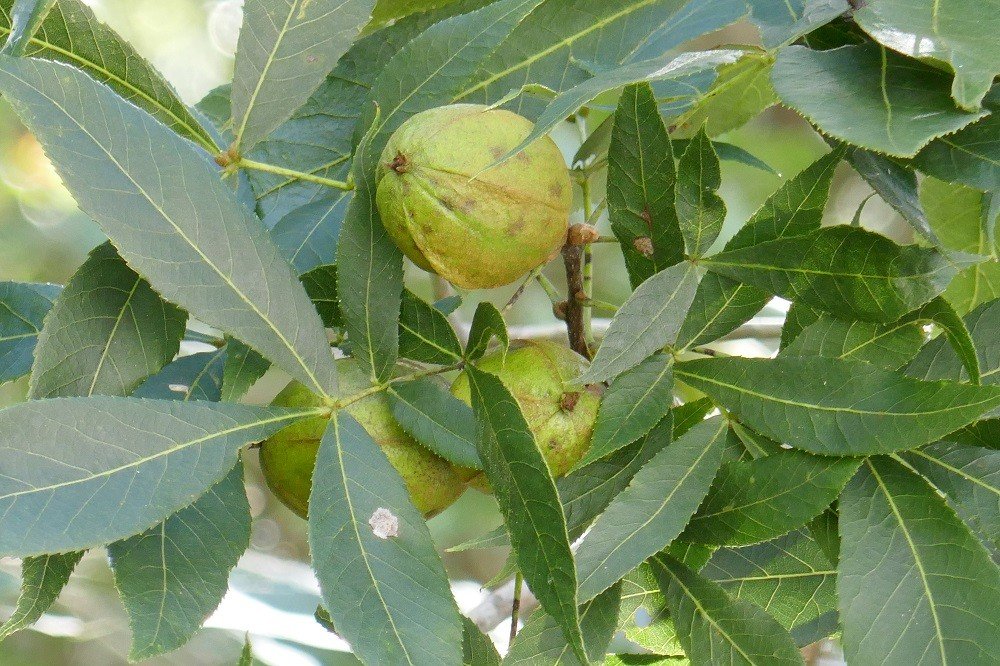 Pignut Hickory Tree