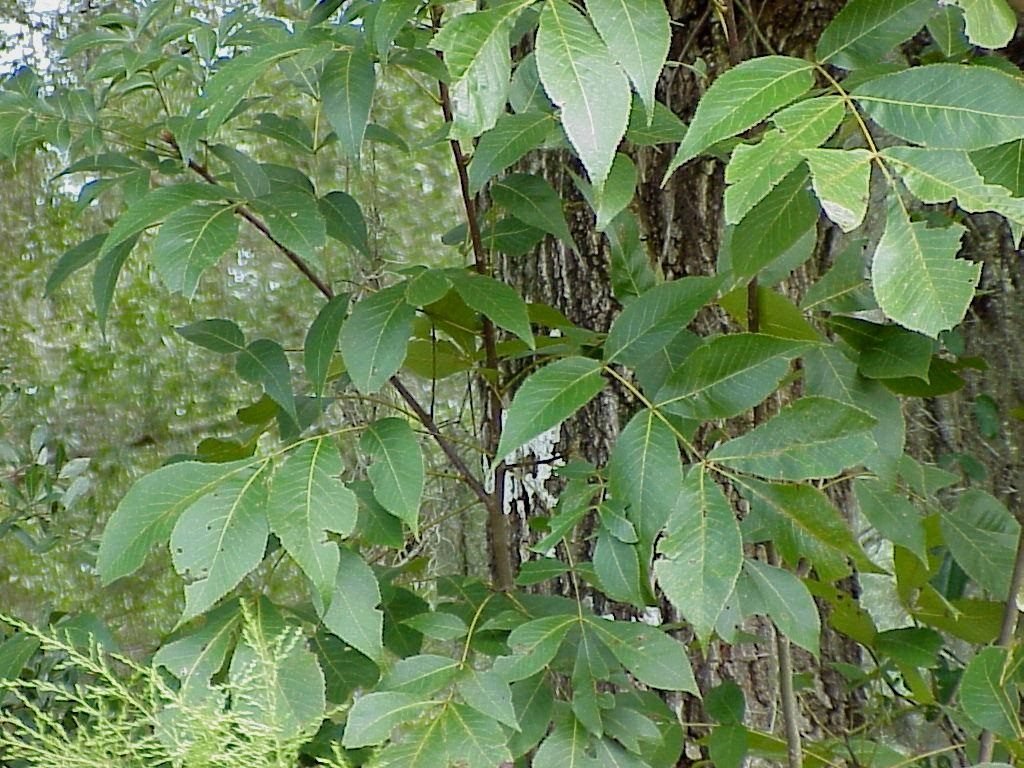 Pignut Hickory Tree