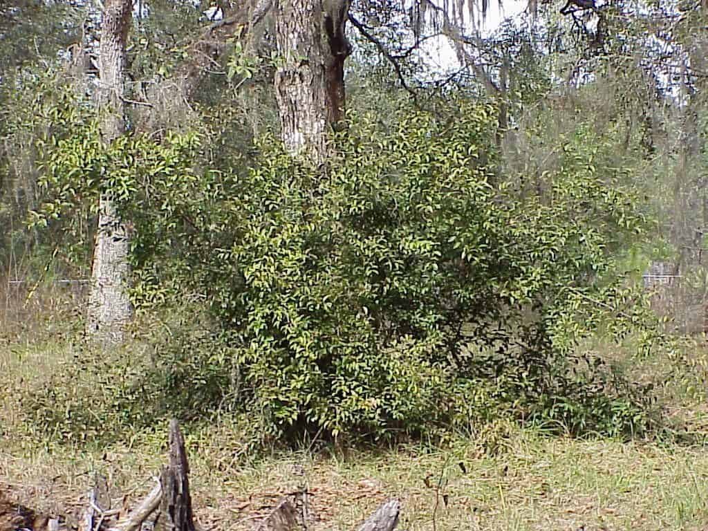 tallow wood, Ximenia americana, growing in a forest