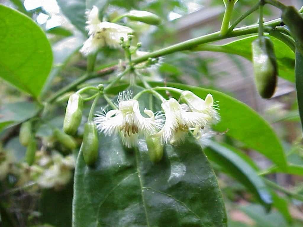 tallow wood, Ximenia americana, flowers