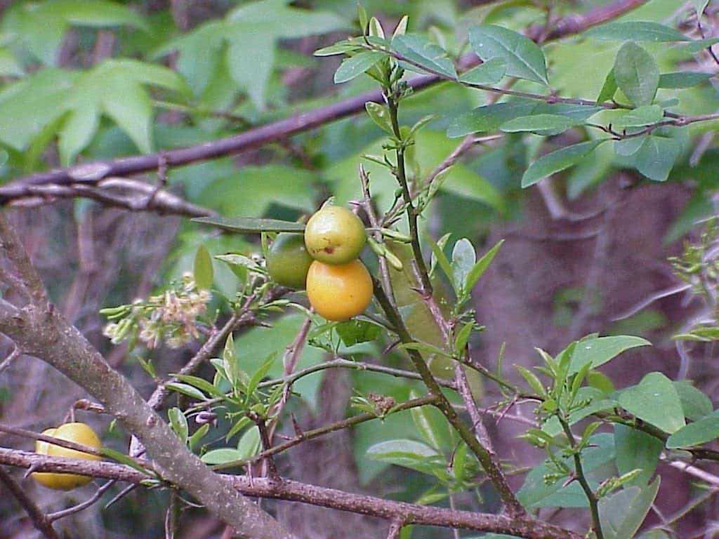 tallow wood, Ximenia americana, fruit