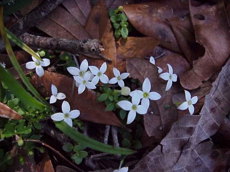 innocence Houstonia procumbens