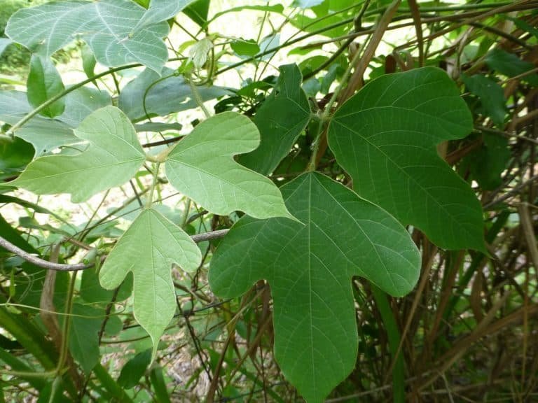 kudzu Pueraria montana var. lobata leaves
