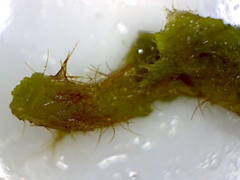 kudzu Pueraria montana var. lobata cooked new growth shoot showing copious hairs