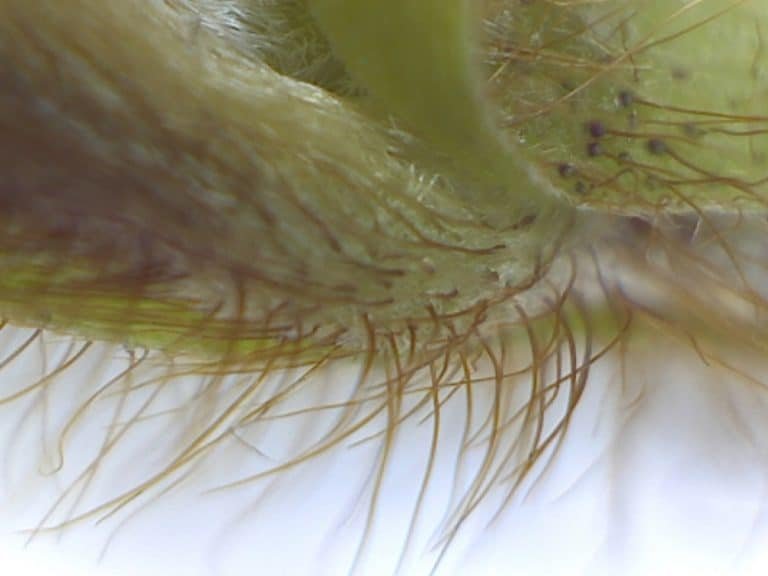 kudzu Pueraria montana var. lobata leaf node under magnification showing copious hairs