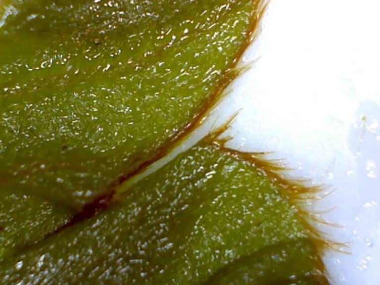 kudzu Pueraria montana var. lobata cooked leaf magnified showing how hairy it is