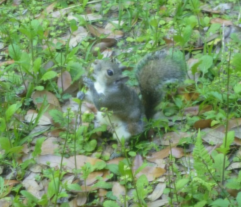 a gray squirrel eating lyreleaf sage seeds