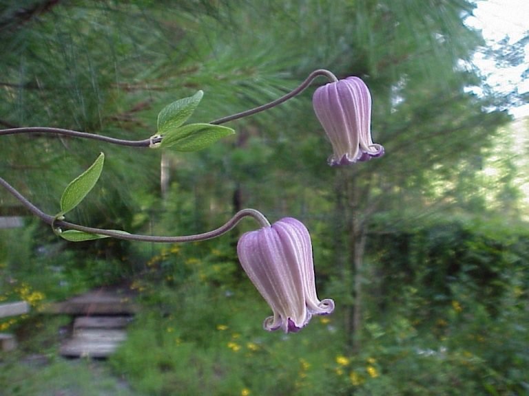 Netleaf Leather-flower Clematis reticulata flowers