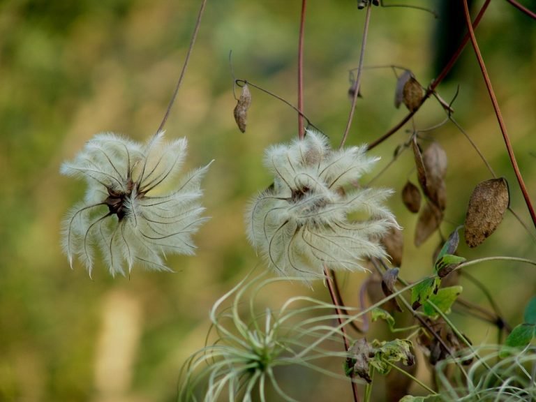 Netleaf Leatherflower Clematis reticulata dried seed heads