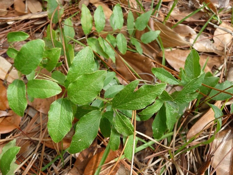 Netleaf Leather-flower Clematis reticulata leaves