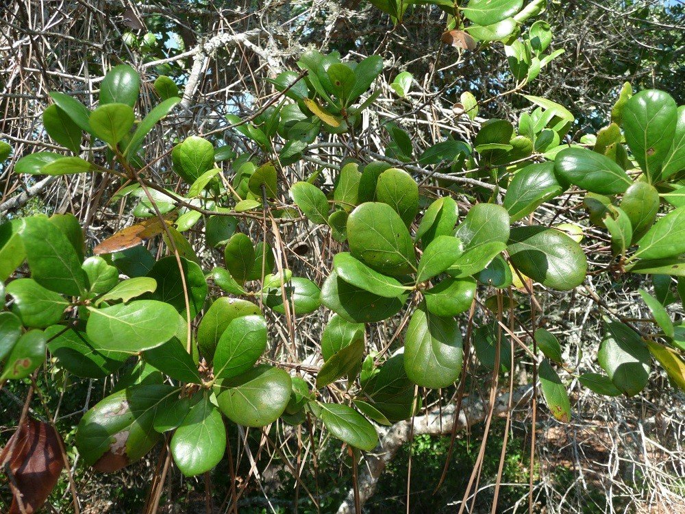 Oak Trees Native to Central Florida Sharons Florida