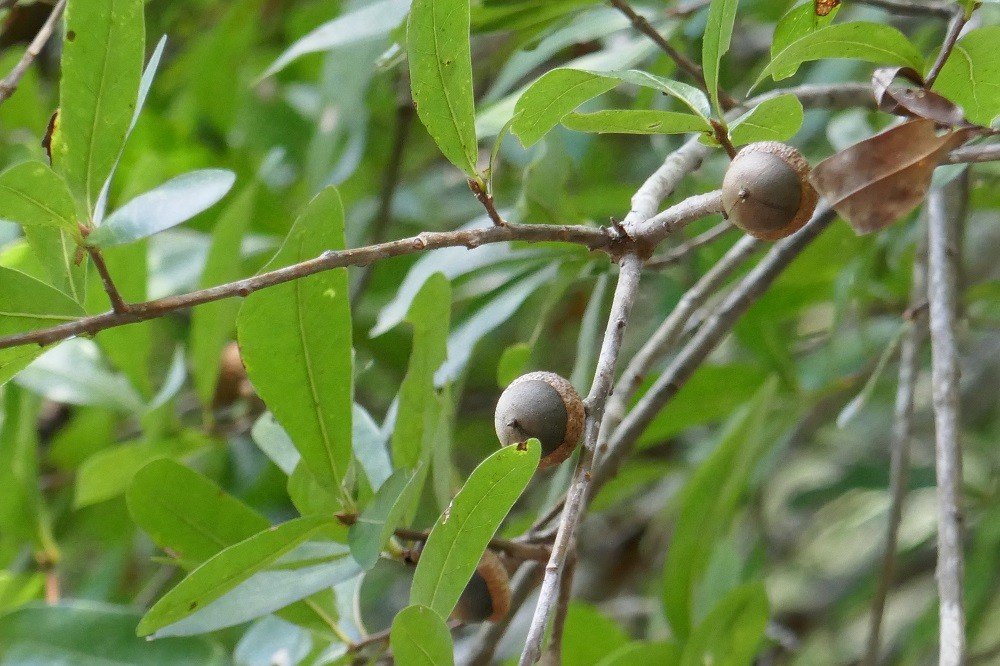 Oak Trees Native to Central Florida Sharons Florida