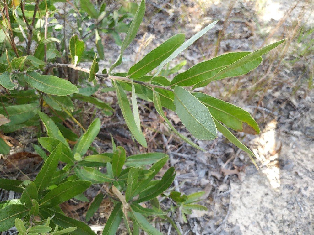 Oak Trees Native to Central Florida Sharons Florida