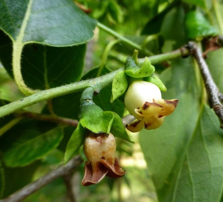 persimmon tree flower