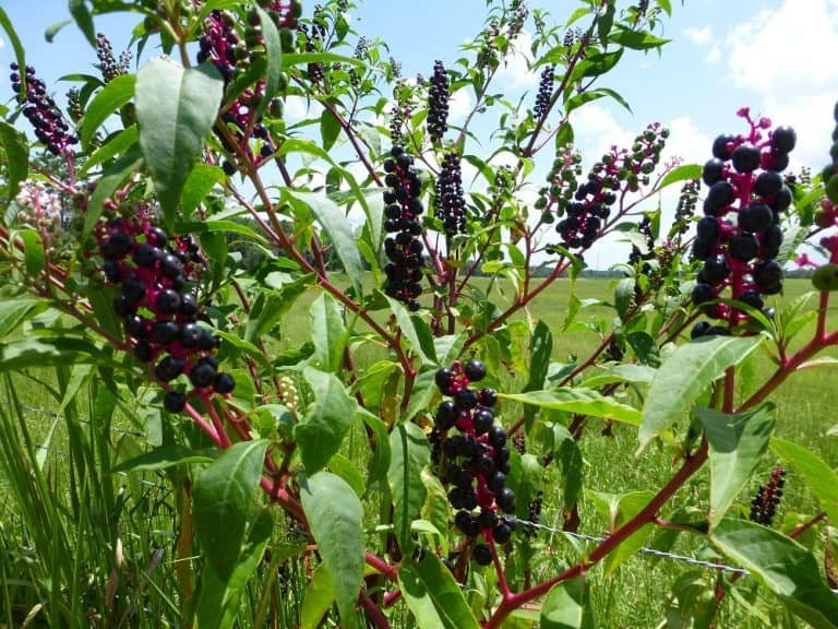 pokeweed Phytolacca americana