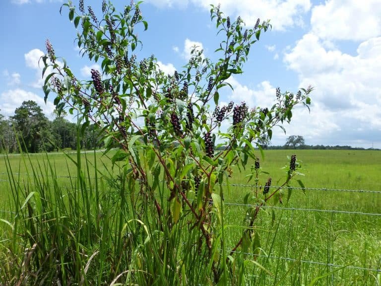 pokeweed Phytolacca americana