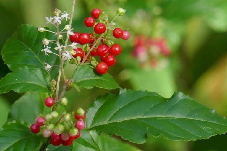 rouge plant Rivina humilis fruit