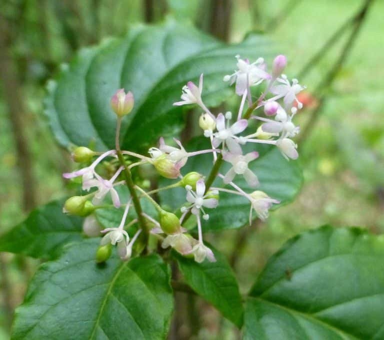 rouge plant Rivina humilis flowers