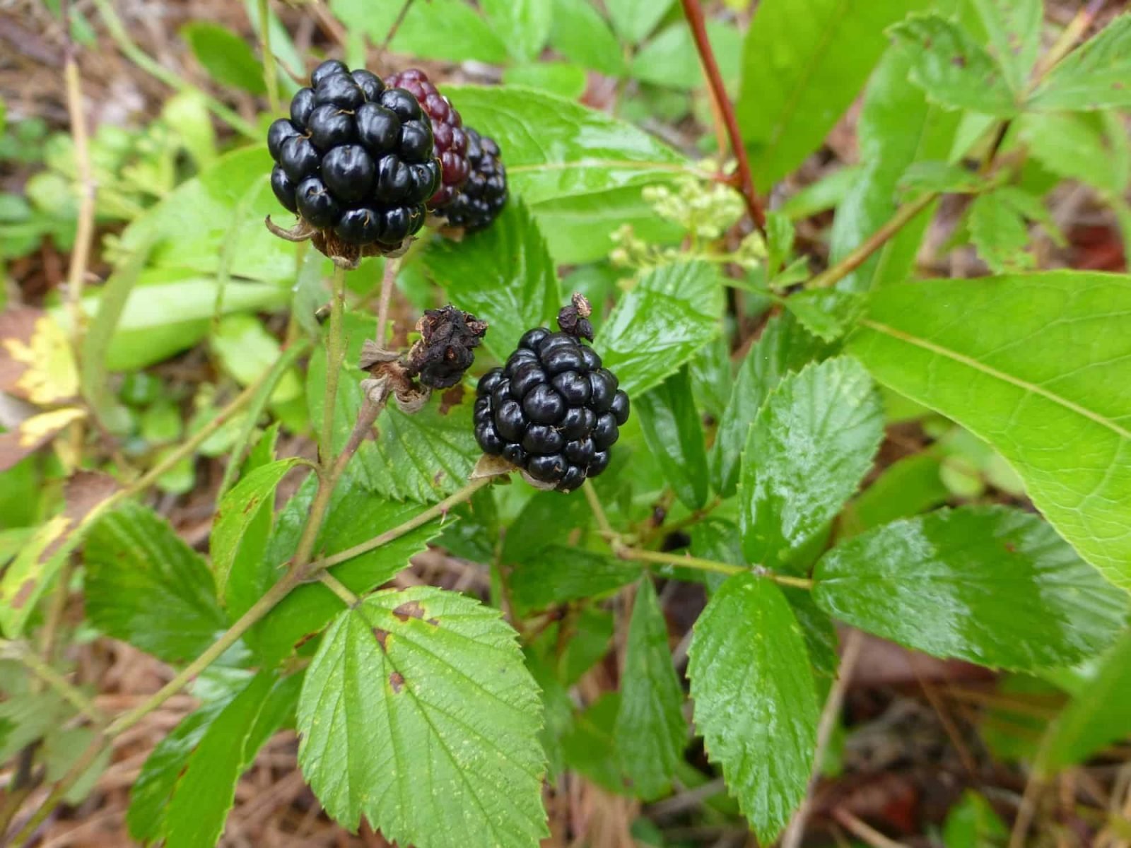 Blackberries Native to Central Florida Sharons Florida